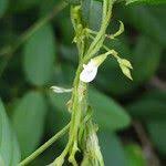 Image result for Teramnus labialis