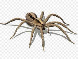 Buy the best and latest aranha golias on banggood.com offer the quality aranha golias on sale with worldwide free shipping. Aranha Viuva De Aranhas Golias Birdeater Png Transparente Gratis