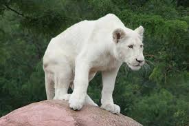 pin on white lions
