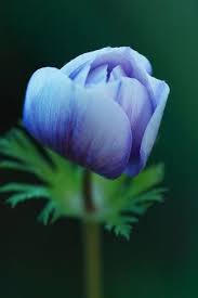 Closed Anemone Anemone Anemone Flower Flowers