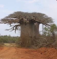 Image result for Triainolepis africana