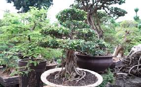 Tumbuhan pohon bonsai ini sudah berusia sekitar 20 tahun yang telah sering di pamerkan pada pada tehnik pembonsaian, tentulah ada sebuah batang pohon yang akan di jadikan bonsai, ada batu. Tanaman Bonsai Sangat Mahal Begini Cara Merawatnya Genpi C
