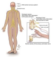 The nervous system can be divided into anatomic and functional parts; Neuropathy Peripheral Neuropathy