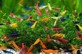 Shrimps Meeting Choose Your Favorite Shrimps Fresh Water Fish Tank Freshwater Aquarium Shrimp Aquarium Fish