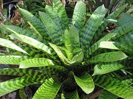 Image result for Hedbergia