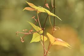 Image result for Parthenocissus quinquefolia