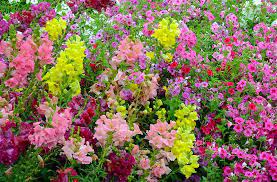 midsummer flowers 盛夏的花床 plants fauna look at the stars