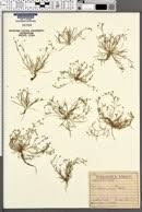 Image result for Sagina abyssinica