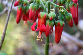 Image result for Cotyledon barbeyi