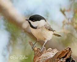 Birds Of Texas Hill Country Pictures Carolina Chickadee Junction Texas Country Critters Texas Hill Country Birds Butterflies
