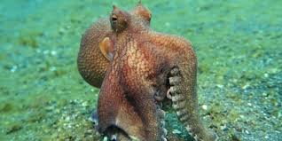 I take you guys with me to catch some blue claw crabs for dinner! What Do Octopuses Eat Octolab Tv