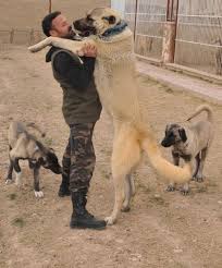 Kangal Kopegi 72 Bin Liraya Satildi Internet Haber
