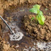 We did not find results for: How To Choose The Right Plant Watering System For Your Vegetable Garden Vegetable Expert