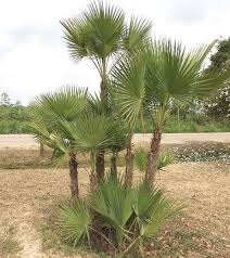 But research shows that saw palmetto can also be beneficial for women, particularly when it comes to counteracting the physical manifestations of too much testosterone (i.e. Our Mighty Palm Trees Palm Beach Florida Weekly