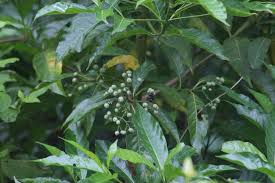 Image result for Tarenna