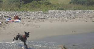 Duke Enjoys The Beach Dog Friends Narragansett Beach