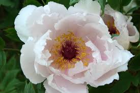 Peonies have a very short flowering season which is why they peonies may take three years to hit their stride and be flowering freely, but then they will live for up to 50 breeders have crossed tree peonies with herbaceous peonies to produce what are known as. Garden Flowers The Flamboyant And Sumptuous Peony Lisa Cox Garden Designs Blog
