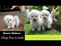 The most common teacup breed dogs material is ceramic. Rolly Teacup Puppies For Sale In India Price 08 2021