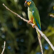 Maracanã é o nome dado a várias aves da mesma família dos papagaios. Maracana Verdadeira Primolius Maracana Wikiaves A Enciclopedia Das Aves Do Brasil