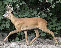 La mémorisation de votre compte, de votre navigateur, et de vos. Quelle Difference Entre Une Biche Et Un Chevreuil