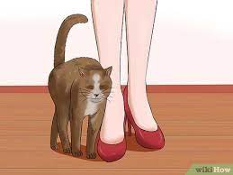 How To Deal With A Female Cat In Heat 10 Steps With Pictures