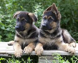 The german shepherd was developed in germany during the 19th century, primarily by one man: 47 German Shepherd Mix Puppies For Sale Gsd Mix Greenfield Puppies German Shepherd Lab Mix Puppies For Sale Ohio