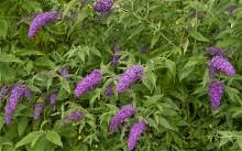 Weed with purple flowers nz. Weeds For A Much More Complete Listing Of Weeds In The Park See The Link At The Bottom Of This Page In The Meanwhile The Priority Weeds For Volunteers To Target Are Discussed In More Detail Just Below Priority Weeds For Volunteers To Target In Trelissick