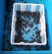 Previous episode ikan keli akar. Jual Benih Ikan Keli Beranda Facebook
