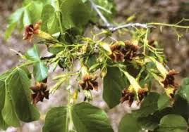 Image result for Triceratella drummondii