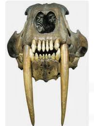 Impressive Skull And Fangs Of An Extinct Sabertooth Cat Skull Art Animal Skeletons Tiger Skull