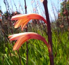 Image result for Watsonia