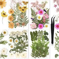 Austral herbs supplies bulk dried flowers and petals at discounts rates. Nuanchu 68 Pieces Real Dried Pressed Flowers Leaves Natural Pressed Chrysanthemum Daisy Flowers With Tweezers For Scrapbooking Diy Candle Decoration Resin Jewelry Crafts Making Green Pink Artificial Dried Flora Amazon Com Au