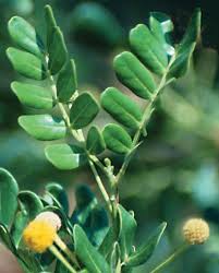 Image result for Rhynchosia chapmanii