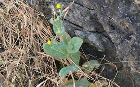 Image result for Blumea