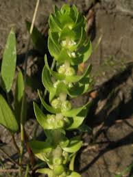 Image result for Elatinaceae