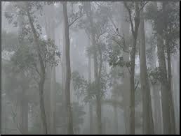 Mountain Ash Forest In Fog Dandenong Ranges National Park Dandenong Ranges Victoria Australia Photographic Print Jochen Schlenker Allposters Com Scenic Art National Parks Posters Art Prints