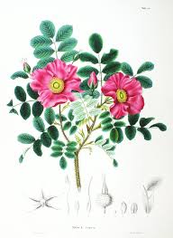 Over 5,900,000 posters & prints great selection & price free shipping on prime eligible orders Chinese Rose Essential Oil Rosa Rugosa Fifth Element Parfumerie