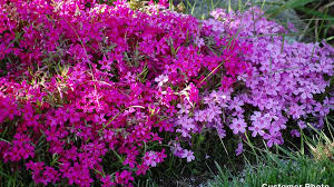 It's a good idea to creeping phlox perform best in 7 or 8 in. Emerald Blue Creeping Phlox American Meadows
