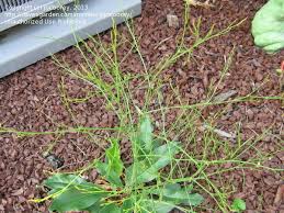 Baby's breath is a sharp point lance type leaf that includes a gorgeous bloom with hairs on the top and bottom side of the leaf. Plant Identification Closed Looks Like Purple Baby S Breath 2 By Jocoorey