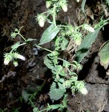 Image result for Laggera crispata