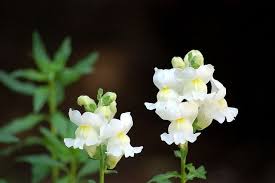 Pin On Wedding Flowers