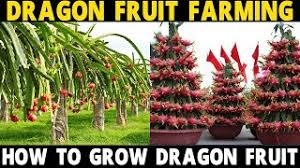 Find here details of companies selling dragon fruit, for your purchase requirements. Dragon Fruit Farming Dragon Fruit Cultivation How To Grow Dragon Fruit Youtube