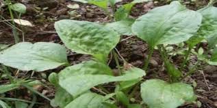 Damar Otu Kullanimi Ve Faydalari Otlar Bitki Sifali Otlar