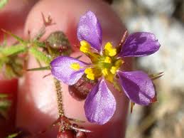 Image result for Fagonia