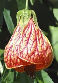 Image result for Abutilon austro-africanum