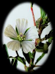 Image result for Monsonia angustifolia