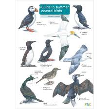 Guide To Summer Coastal Birds Chart