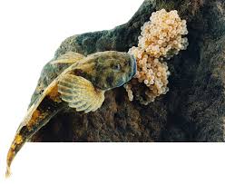 Most types of betta fish grow to a mature size up to 3 inches (7.6cm), but average about 2.25 inches (5.7cm), male and female betta fish are about the same size, but the males tend to look larger than the females because of their bigger, longer fins. Fish Eggs