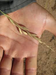 Image result for Halopyrum mucronatum