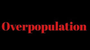 Mystery basket 31 минута 35 секунд. Scp 1053 Overpopulation Youtube